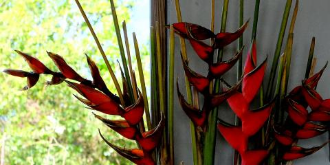 flowers Vieques 2015